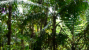 El%20Yunque%20111