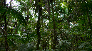 El%20Yunque%20113