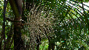 El%20Yunque%20122