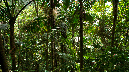 El%20Yunque%20131