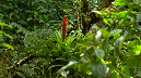 El%20Yunque%20133