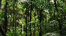 El%20Yunque%20141