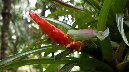 El%20Yunque%20145