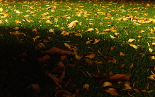 Fall night foliage december