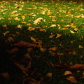 Fall_night_foliage_december.jpg