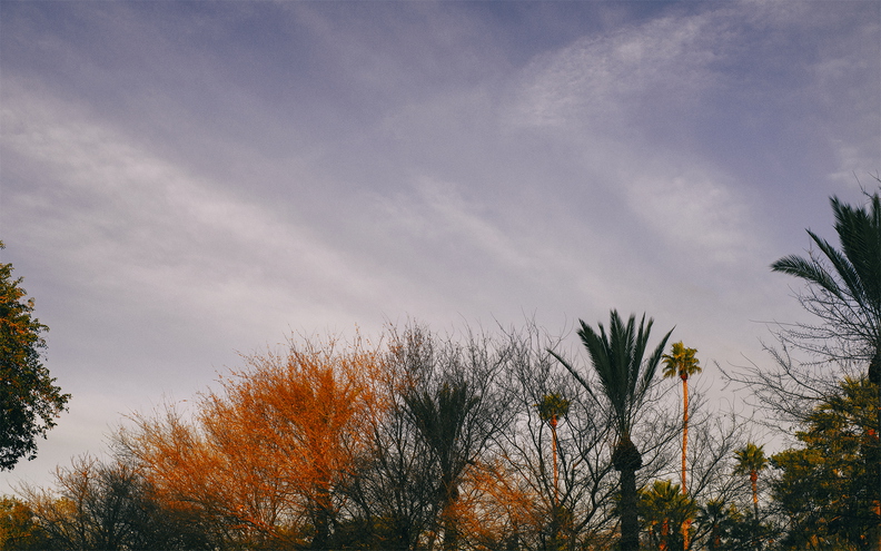 Morning_light_palm_trees.jpg