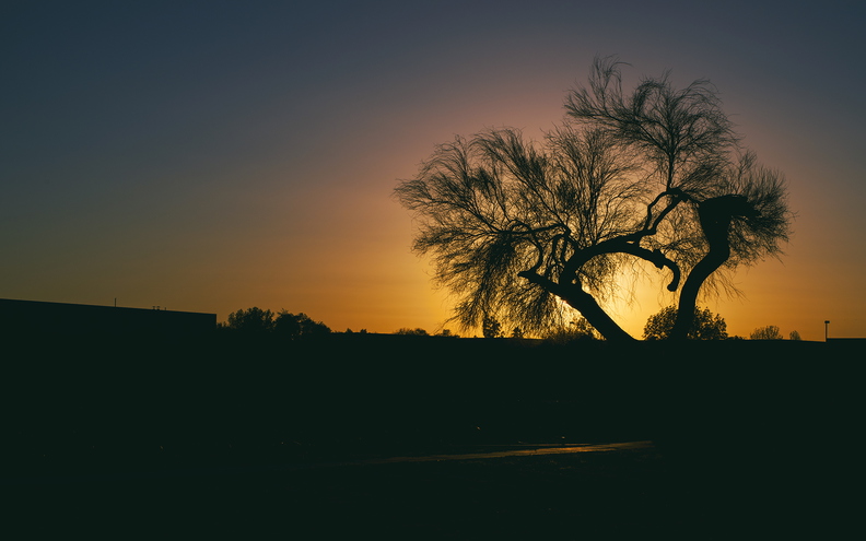 Winter_Light_Tempe_Tree_Silhouette_Sunset_01.jpg