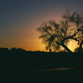 Winter_Light_Tempe_Tree_Silhouette_Sunset_01.jpg