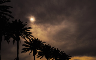Sun through clouds palm trees 01