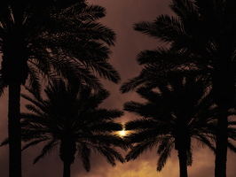 Sun through clouds palm trees 02