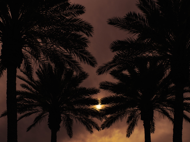 Sun_through_clouds_palm_trees_02.jpg