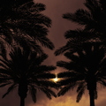 Sun_through_clouds_palm_trees_02.jpg