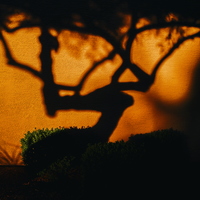Projection of tree at sunset