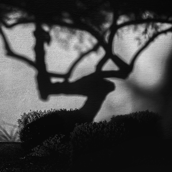 Projection_of_tree_at_sunset_black_white.jpg