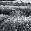 Spring_in_Tempe_Desert_Field_black_white_d.jpg
