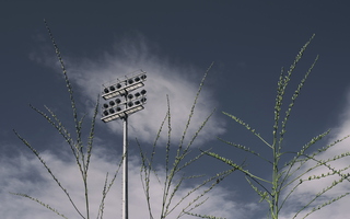 Tempe in May Stadium Spotlights Budding Plants 01