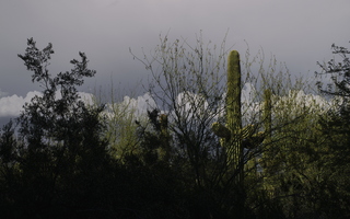 Tempe in May ASU Arboretum Saguaro Cactus Sun Rocks 01