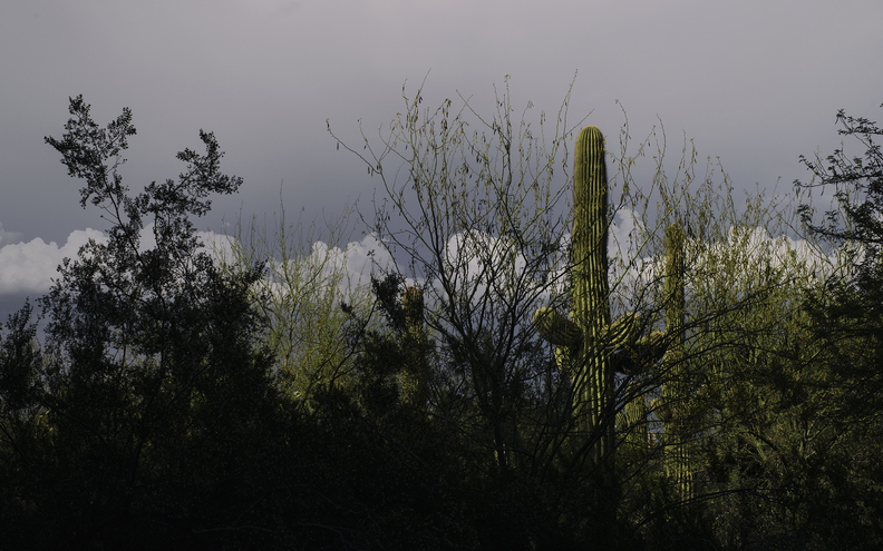 Tempe_in_May_ASU_Arboretum_Saguaro_Cactus_Sun_Rocks_01.jpg