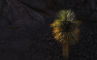 Tempe in May ASU Arboretum Palm Tree Sun Rocks 01