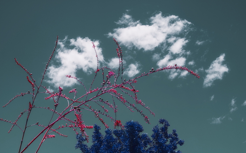 Tempe_Tuesday_Clouds_Plants_False_Color_01.jpg