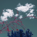 Tempe_Tuesday_Clouds_Plants_False_Color_01.jpg