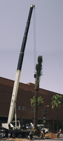 Palm Tree Planting with Crane pano