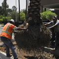 Palm_Tree_Planting_with_Crane_Roots_Dirt.jpg