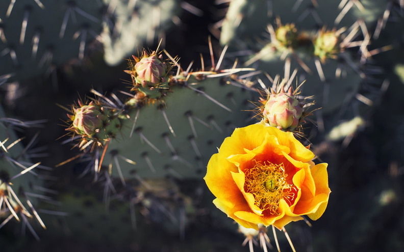 A_Different_Spring_Nopal_Prickly_Pear_Cactus_Yellow_Blossom.jpg