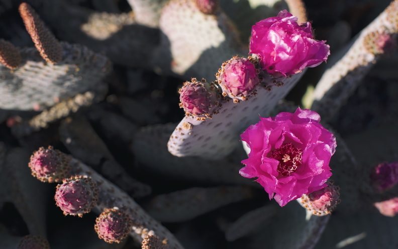 A_Different_Spring_Nopal_Prickly_Pear_Cactus_Blossom_Purple.jpg