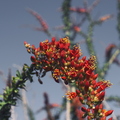 A_Different_Spring_Cactus_Blossom.jpg