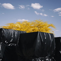Crates_wrapped_black_plastic_yellow_tree_clouds_pandemic_covid-19.jpg