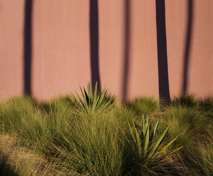 Tempe_October_Desert_Forest_in_the_Fall_Abstraction.jpg