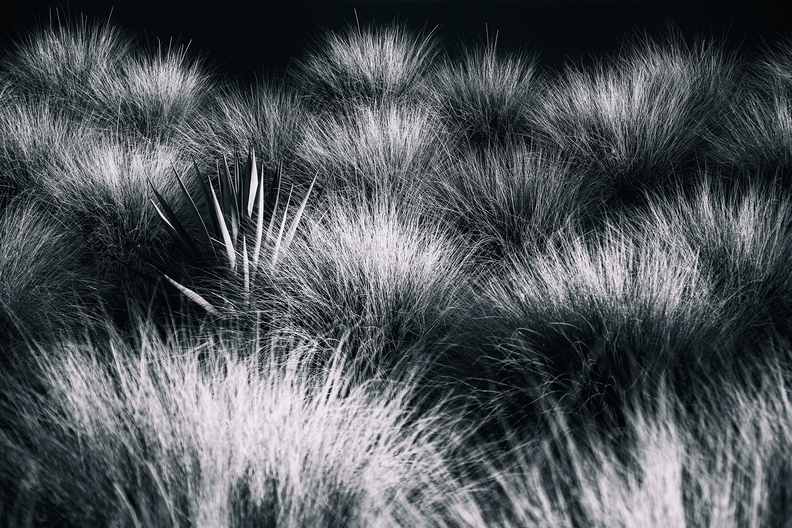 Tempe_October_Prairie_Grass_with_Cactus.jpg