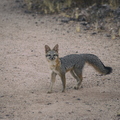 Tempe_Mid_October_Coyote_in_the_City_1.jpg