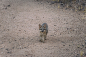 Tempe Mid October Coyote in the City 2