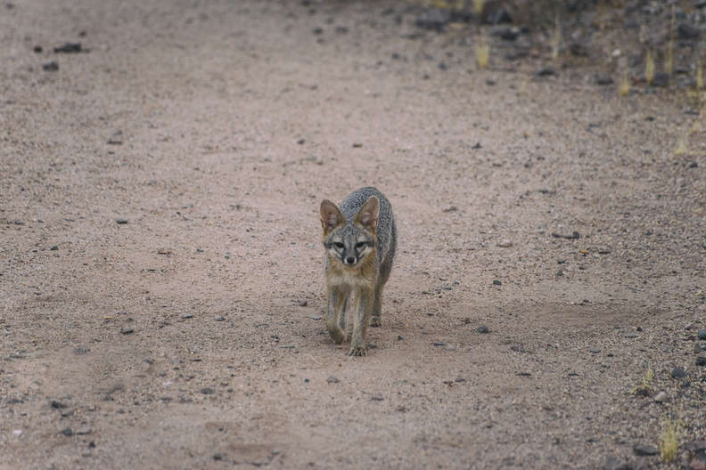 Tempe_Mid_October_Coyote_in_the_City_2.jpg
