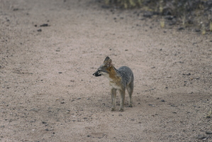 Tempe Mid October Coyote in the City 3