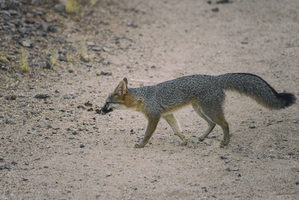 Tempe Mid October Coyote in the City 4