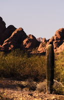 Desert Detail Papago Mountains Cactus 2k