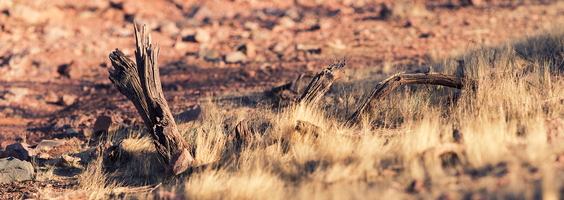 Desert Detail Papago Dry Branch Grass February 2k