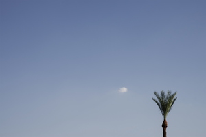 Summer Palm Tree with Cloud