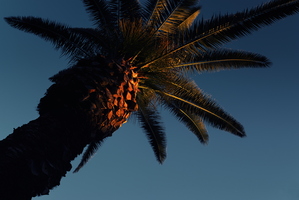 Winter sun palm tree spring