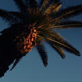 Winter_sun_palm_tree_spring.jpg