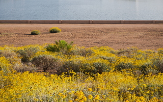 Desert Spring Flowers Sand Lake Tempe