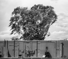 Industrial Tree Wind