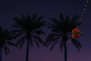 Morning Christmas Lights Palm Trees Globe