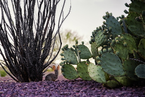 Jackrabbit Cactus Still Life