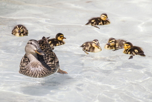 Springtime Ducklings Swimming