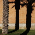 Tempe_Summer_Commences_Palm_Tree_Shadow.jpg