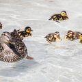 Springtime_Ducklings_Swimming.jpg